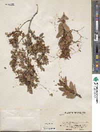 Cuscuta indecora image