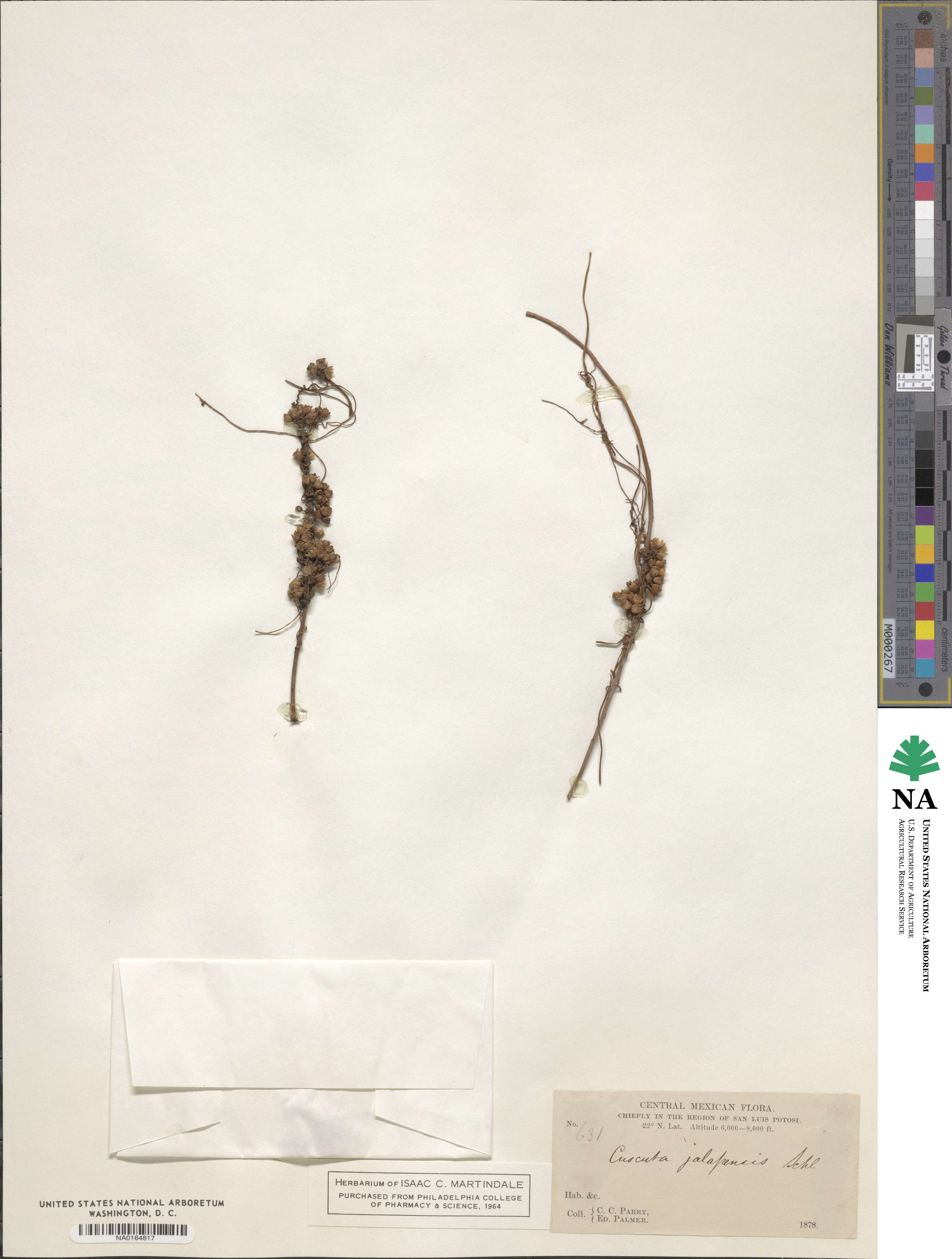 Cuscuta jalapensis image