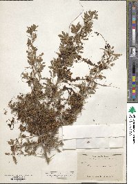 Cuscuta americana image