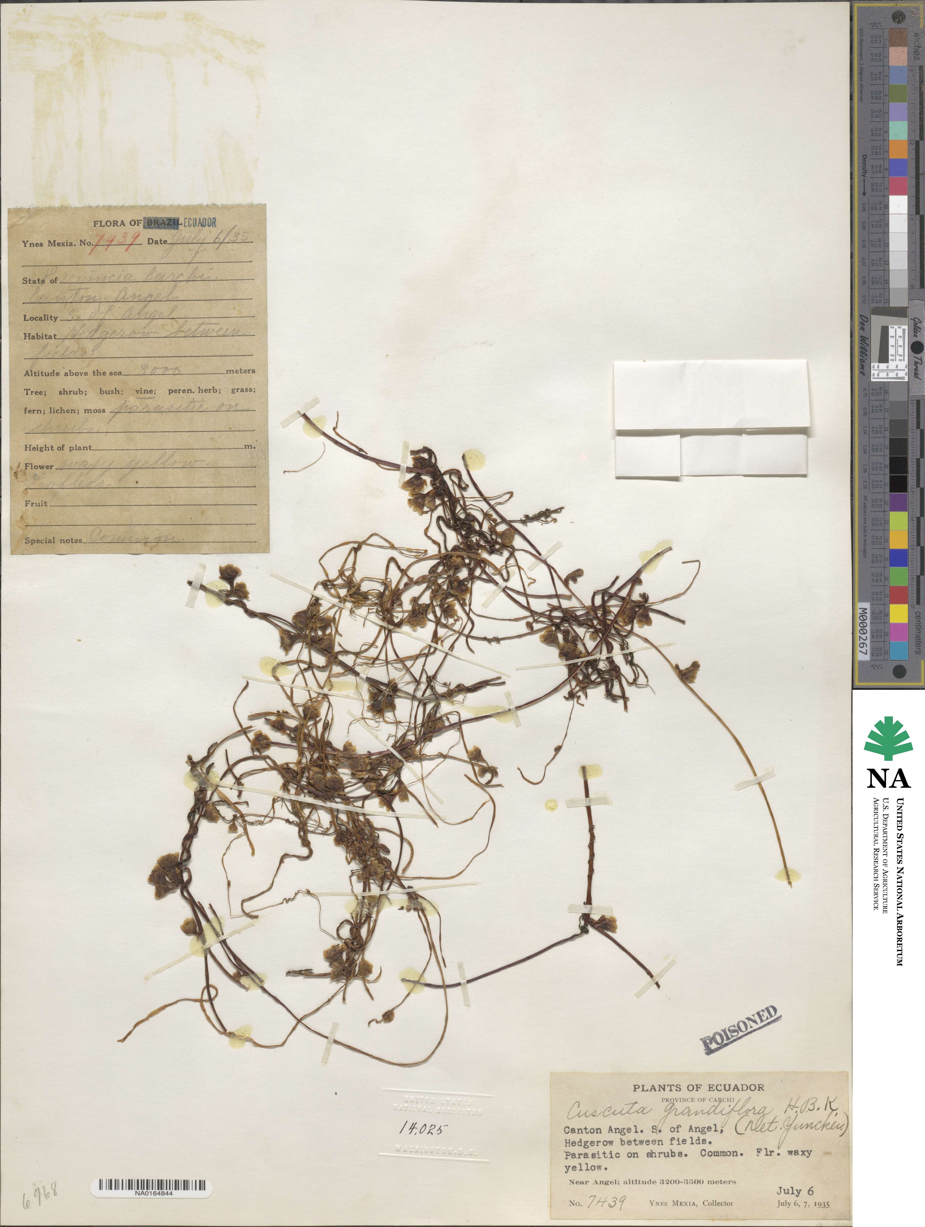 Cuscuta grandiflora image