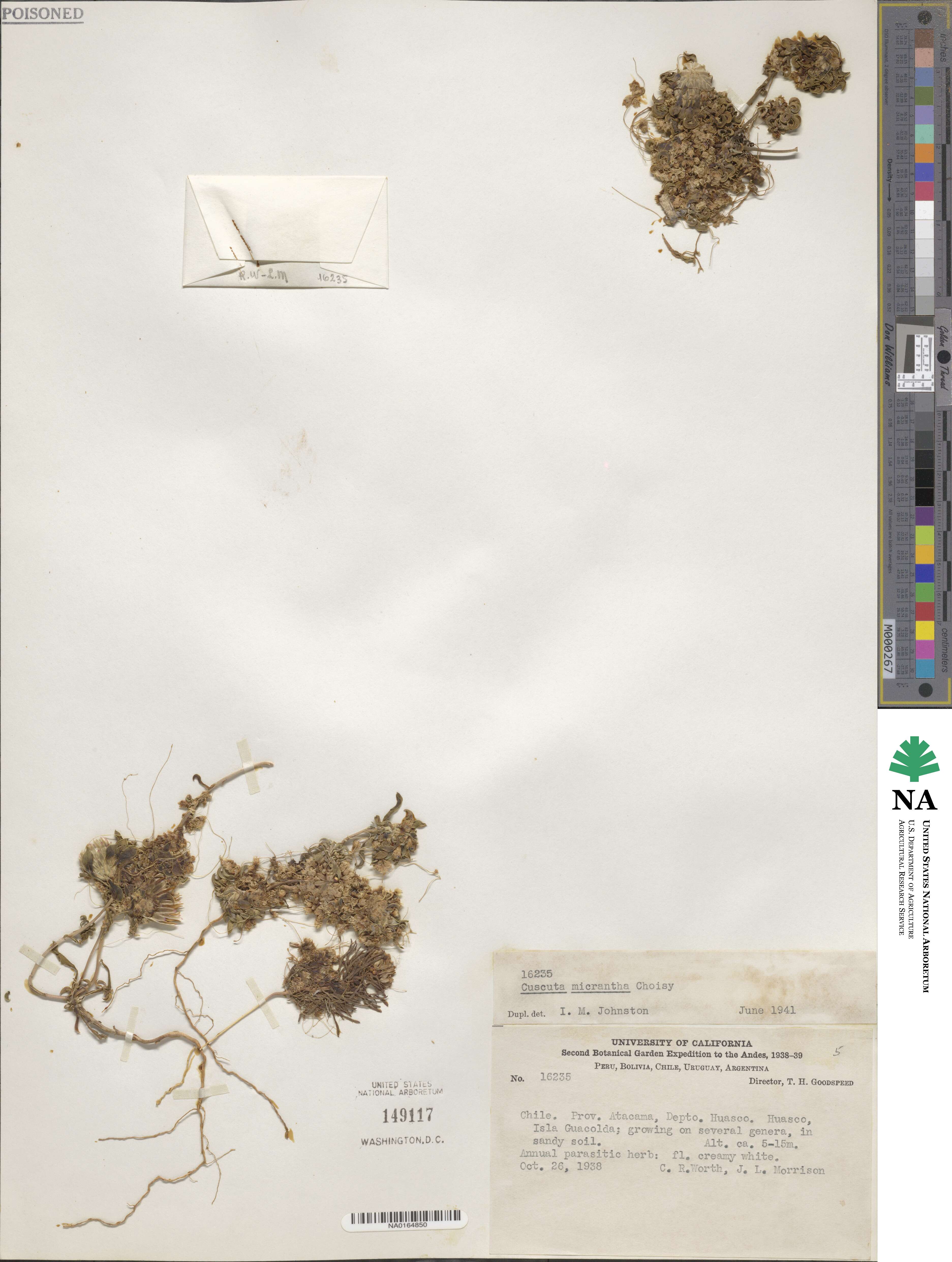 Cuscuta micrantha image