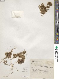 Image of Cuscuta micrantha