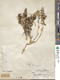 Cuscuta purpurata image