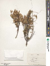 Cuscuta suaveolens image