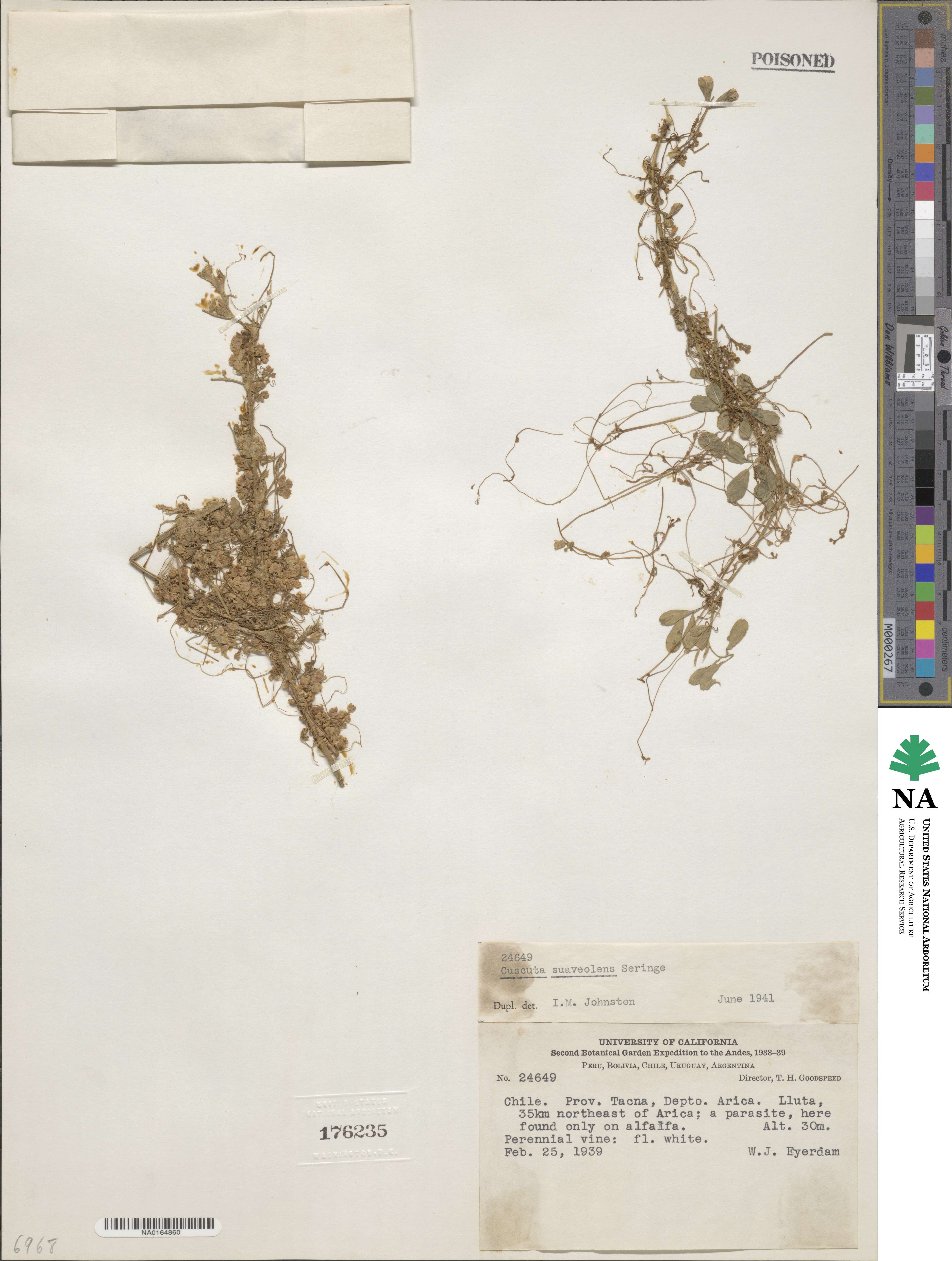 Cuscuta suaveolens image