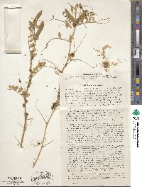 Image of Cuscuta europaea