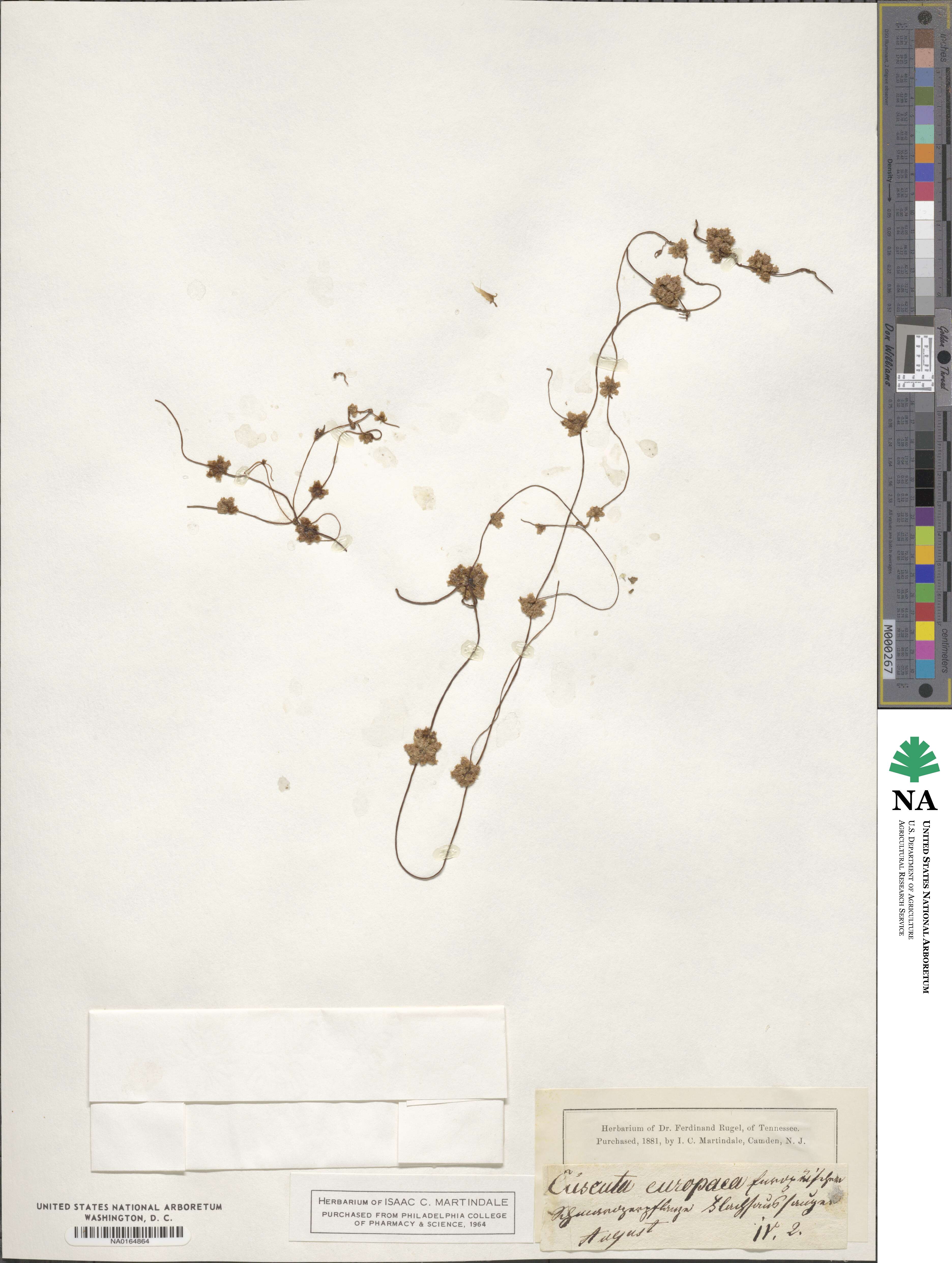 Cuscuta europaea image