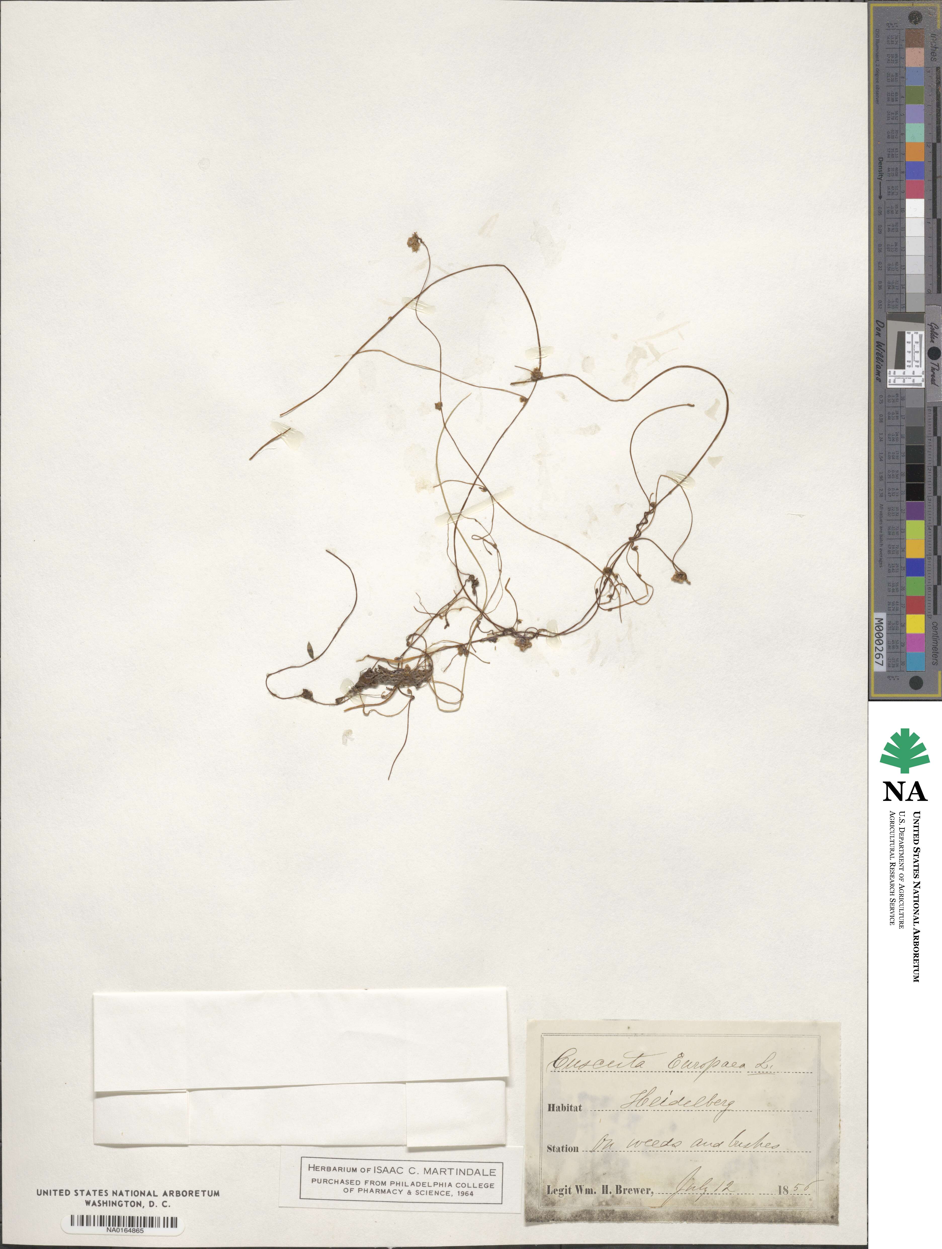 Cuscuta europaea image