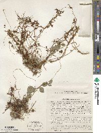 Cuscuta monogyna image