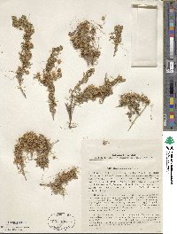 Cuscuta approximata image