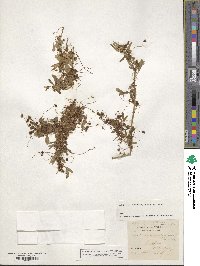 Cuscuta epithymum image