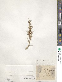 Cuscuta epithymum image