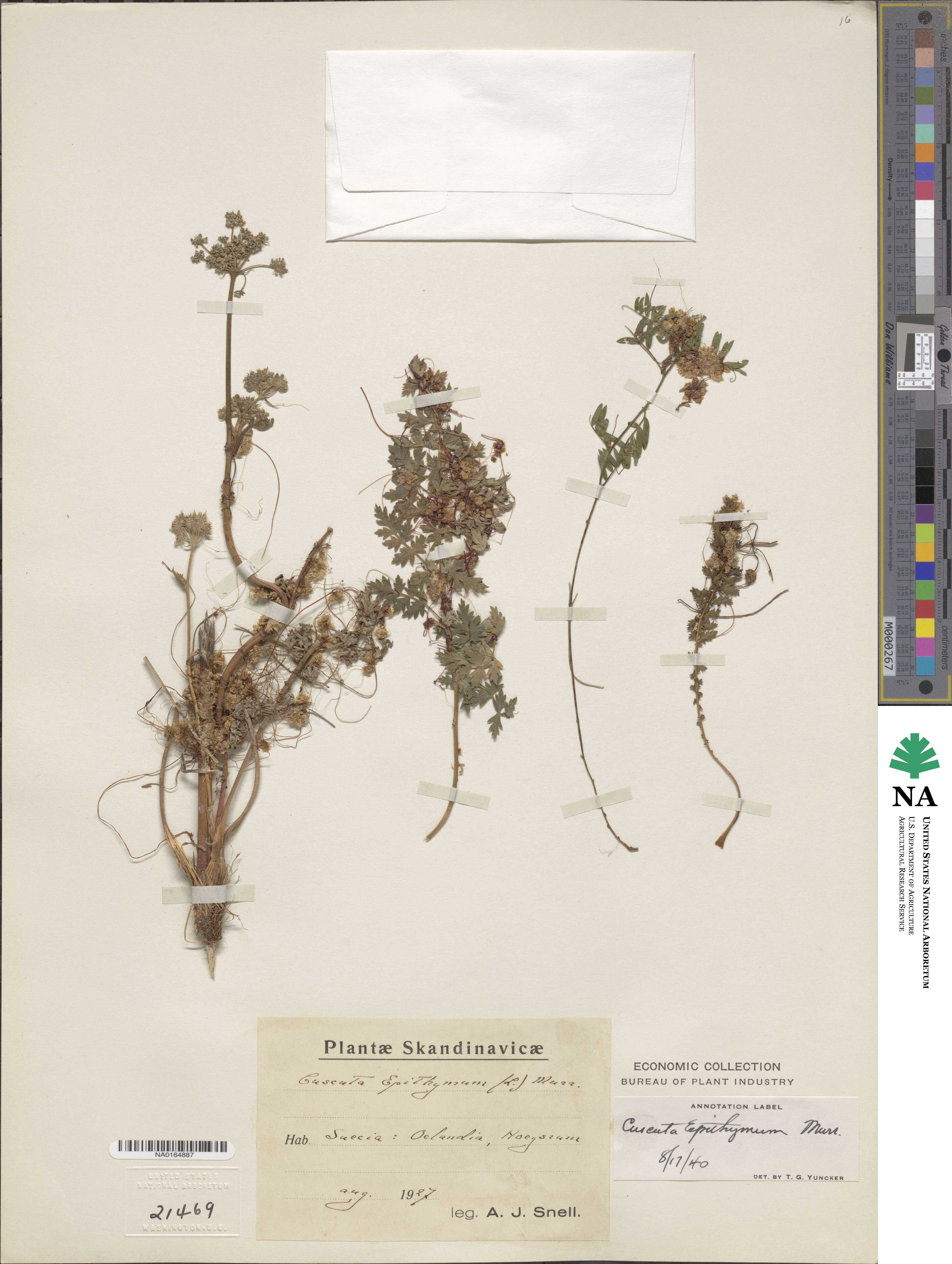 Cuscuta epithymum image
