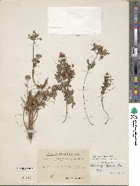 Cuscuta epithymum image