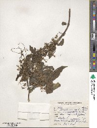 Cuscuta approximata image