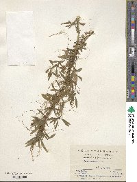 Cuscuta chinensis image