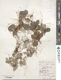 Cuscuta chinensis image