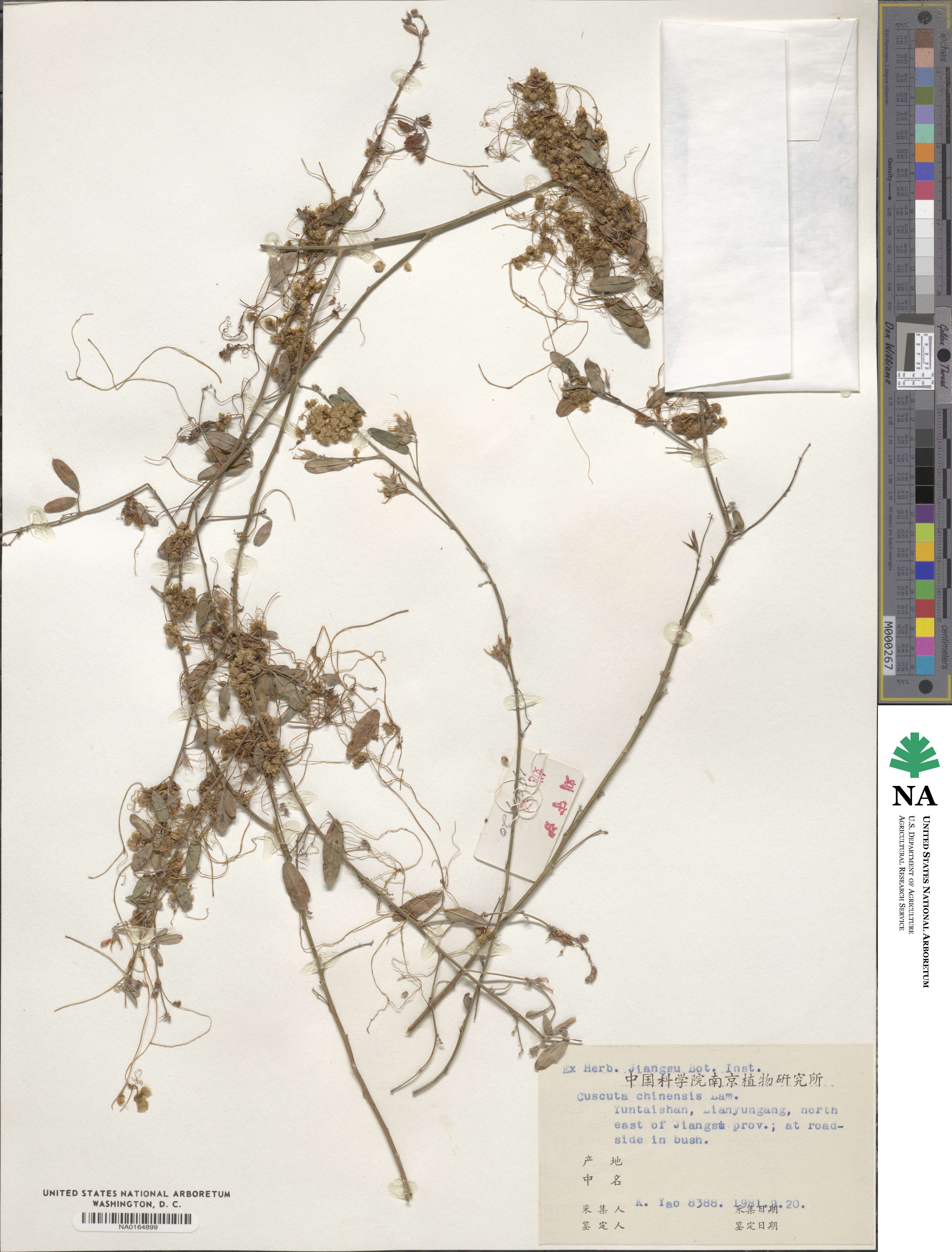 Cuscuta chinensis image