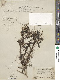 Cuscuta chinensis image