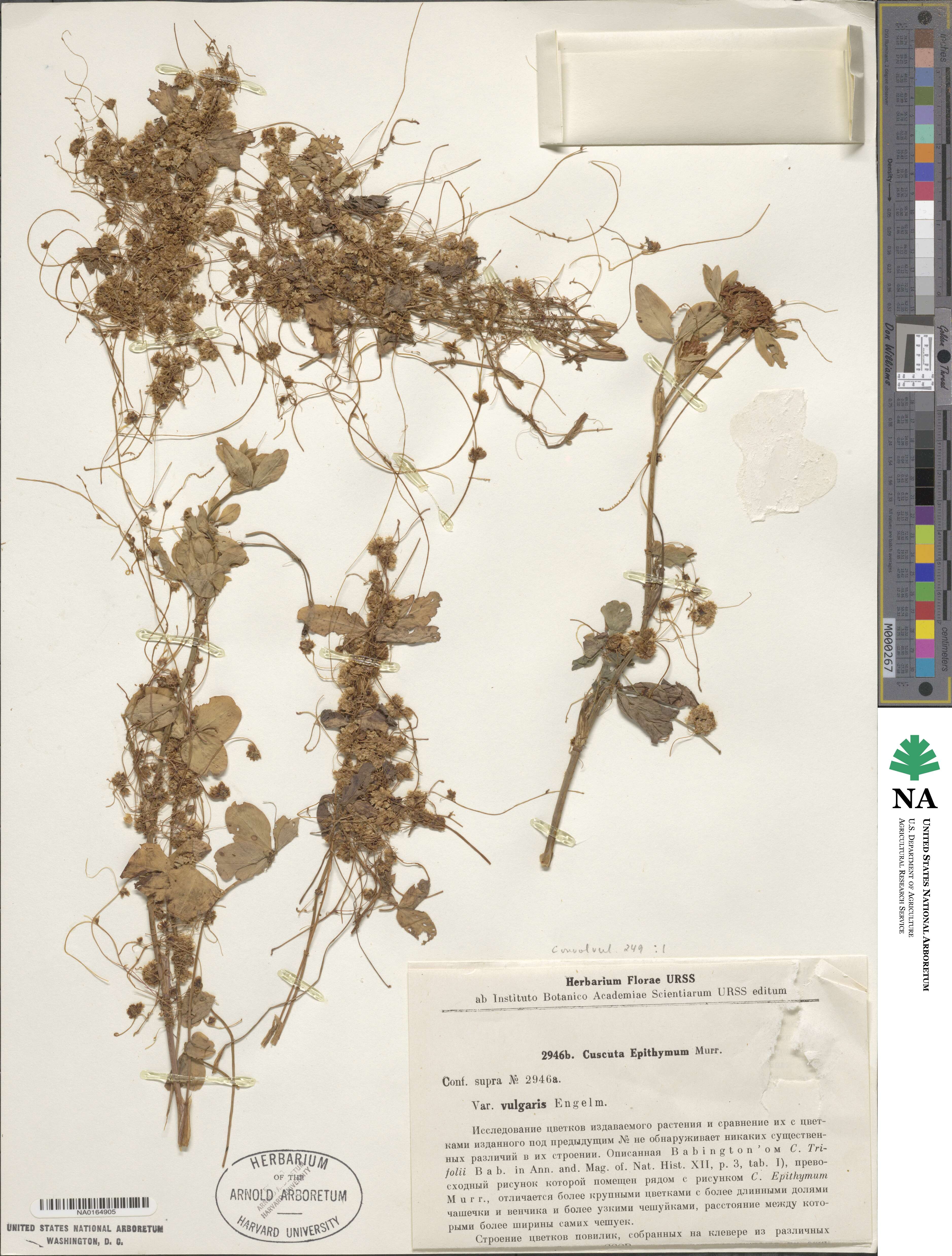 Cuscuta epithymum var. vulgaris image