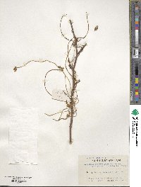 Cuscuta japonica image