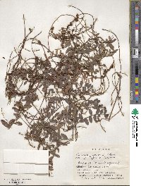 Cuscuta japonica image