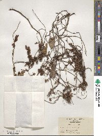 Cuscuta japonica image