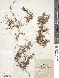 Cuscuta planiflora image