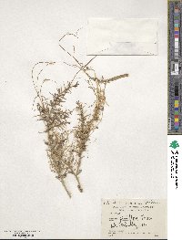 Cuscuta planiflora image