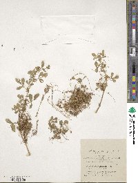 Cuscuta planiflora image