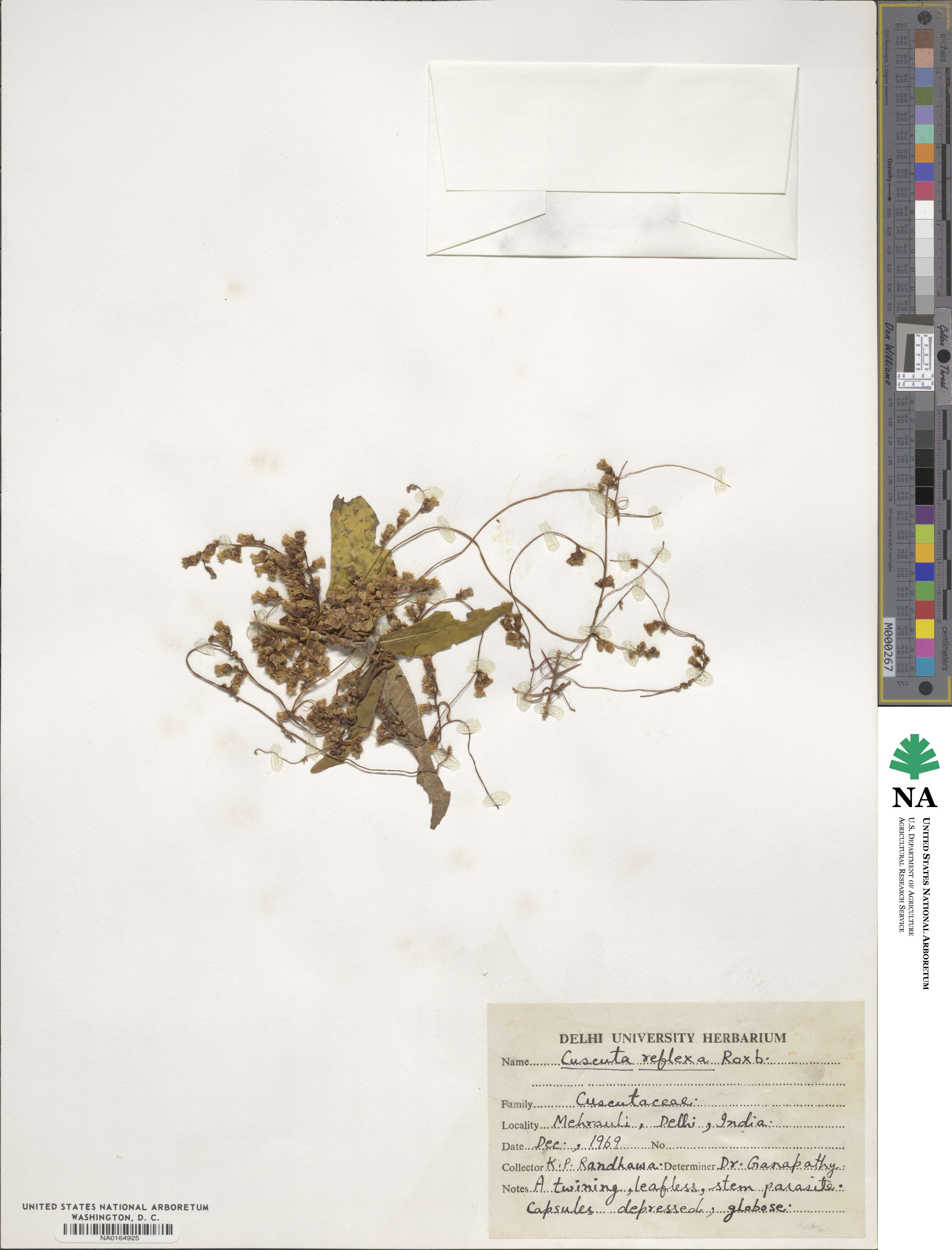Cuscuta reflexa image