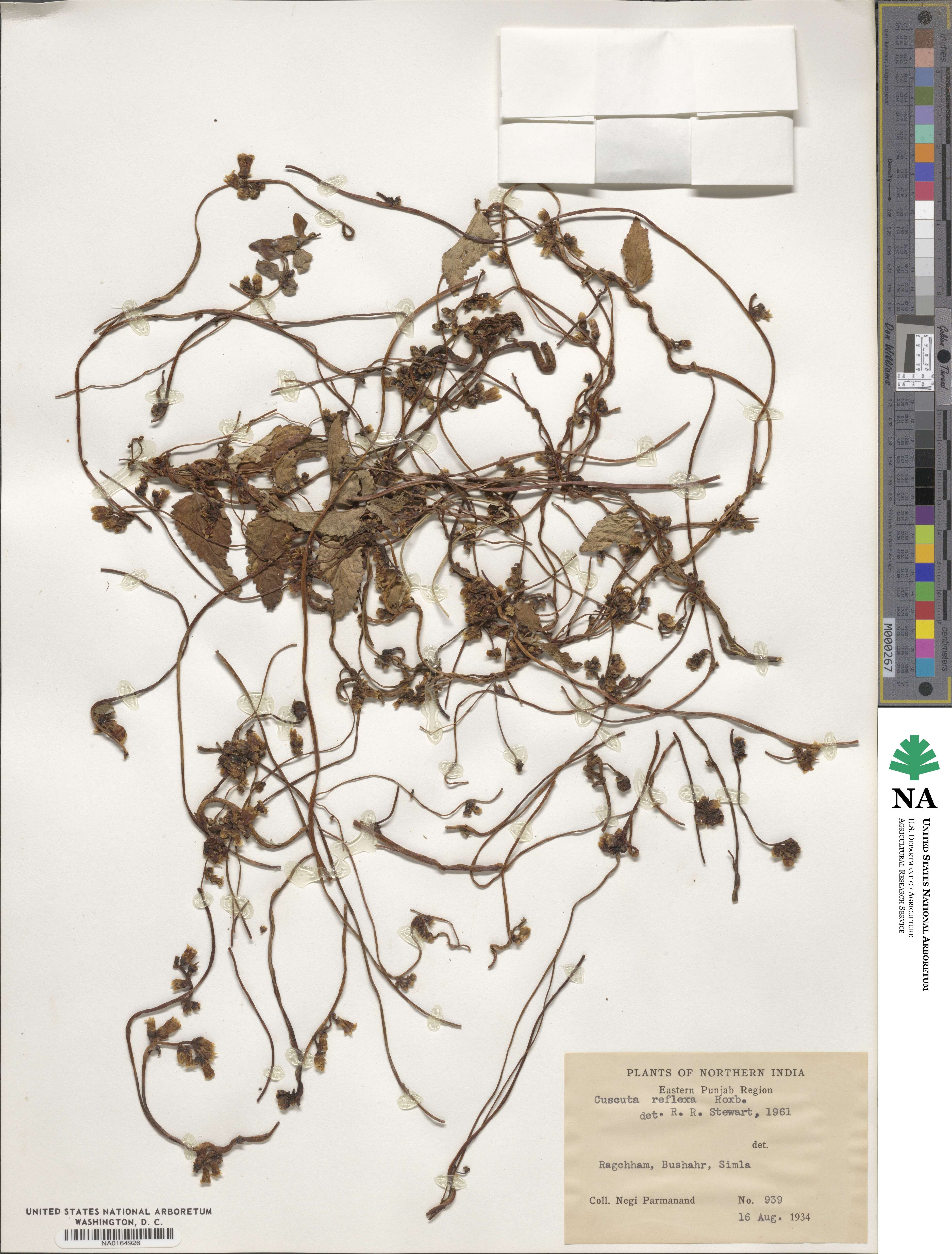 Cuscuta reflexa image
