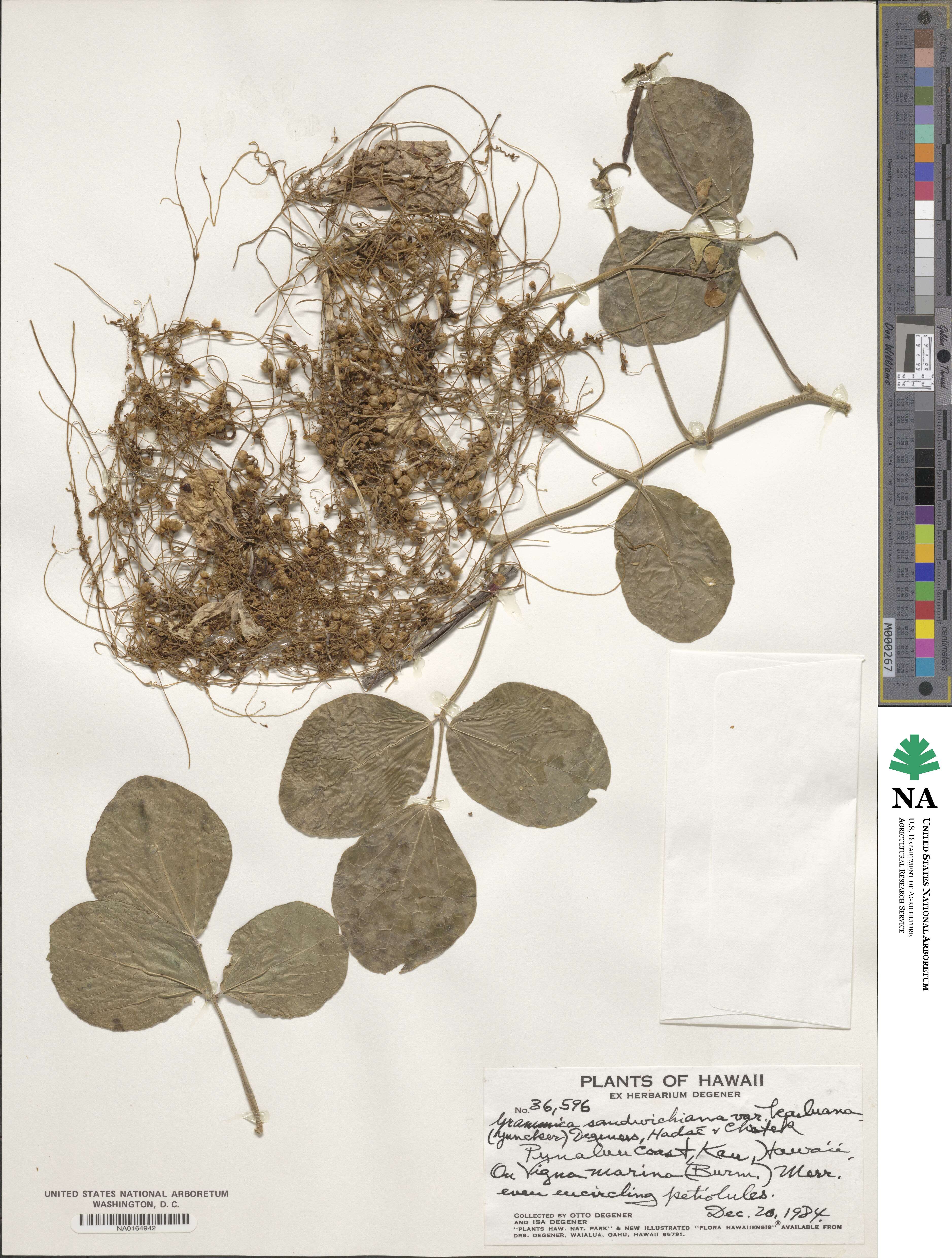 Cuscuta sandwichiana image