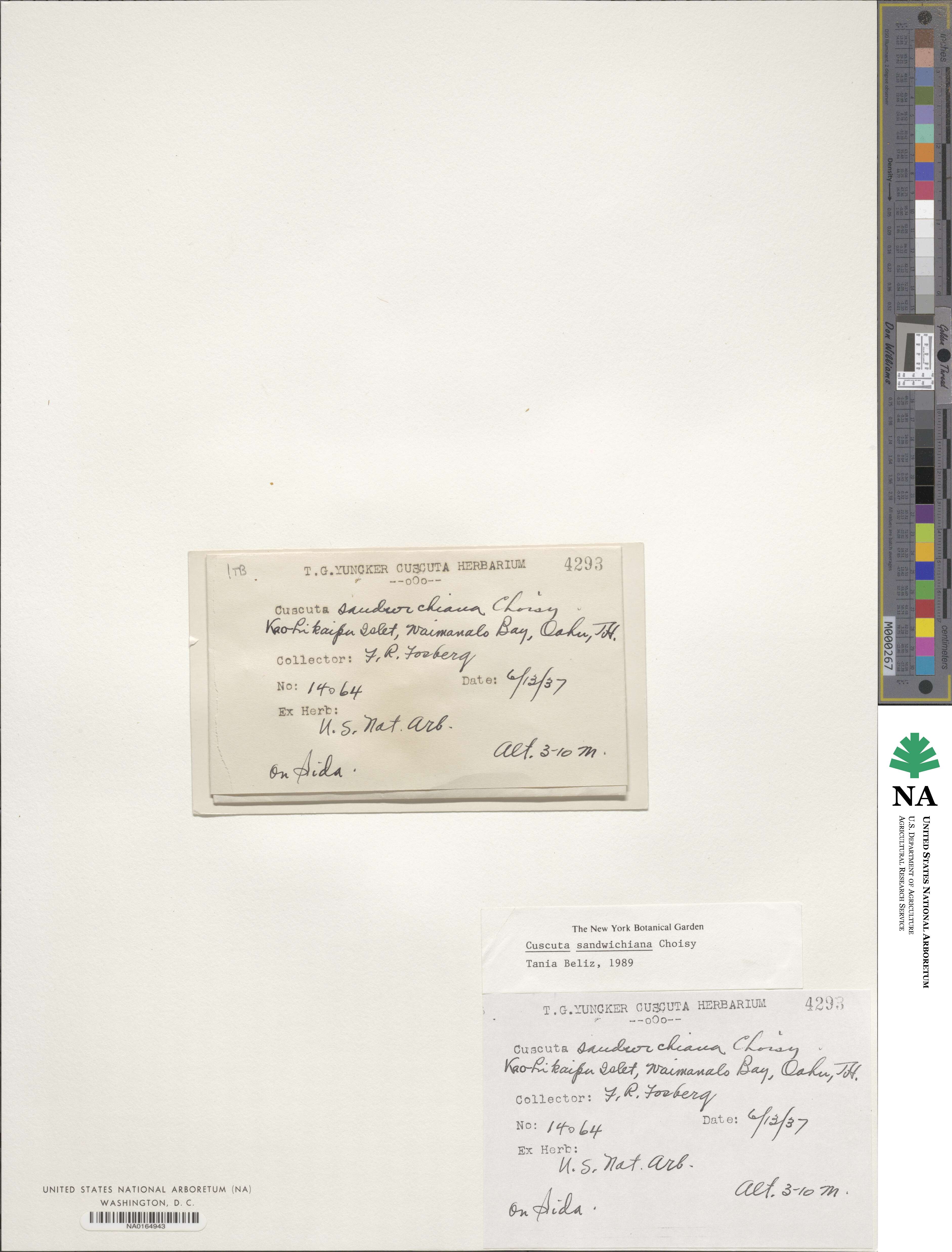 Cuscuta sandwichiana image