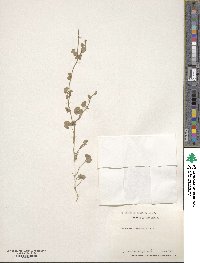 Dichondra argentea image