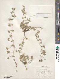 Dichondra argentea image