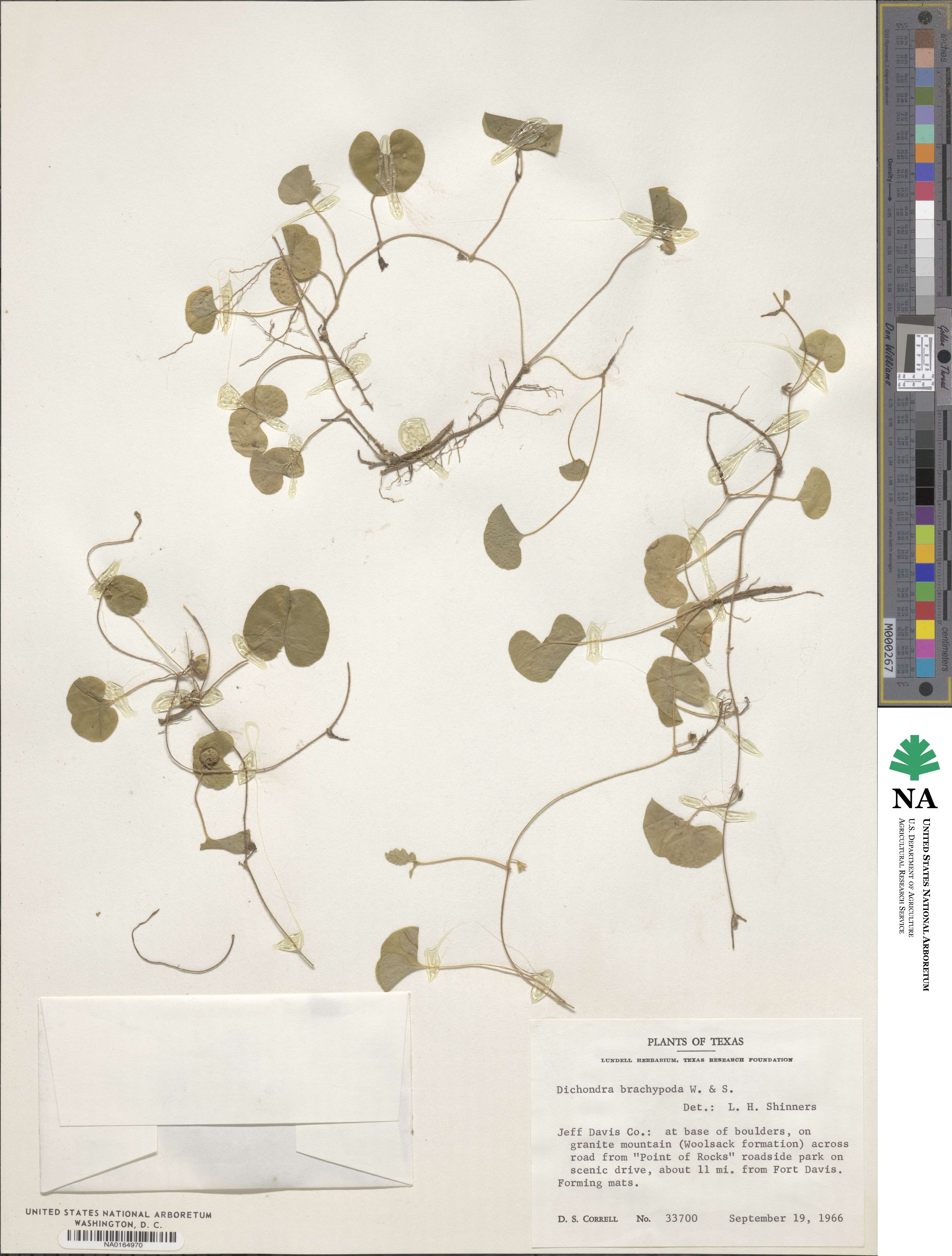 Dichondra brachypoda image