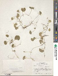 Image of Dichondra brachypoda