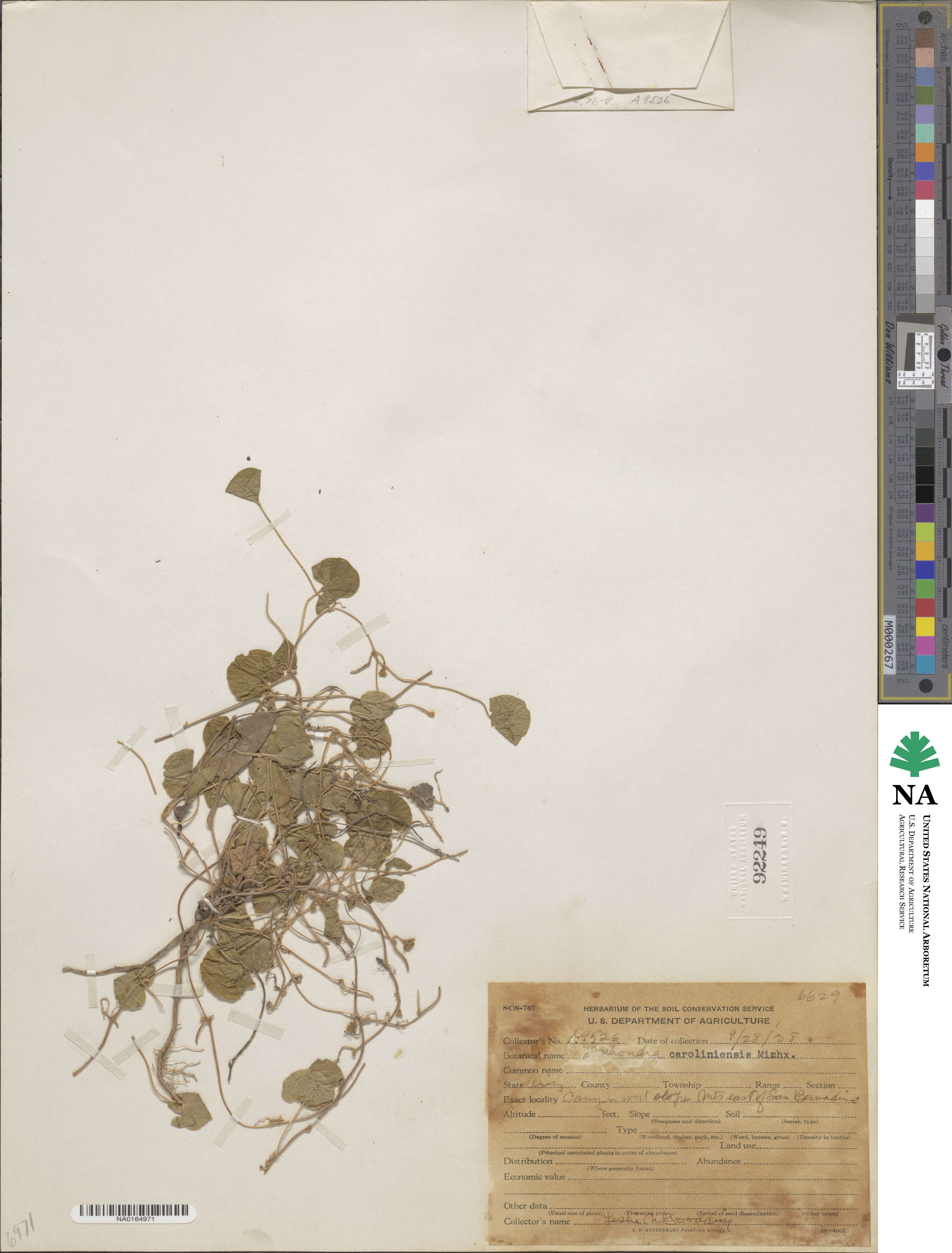 Dichondra carolinensis image