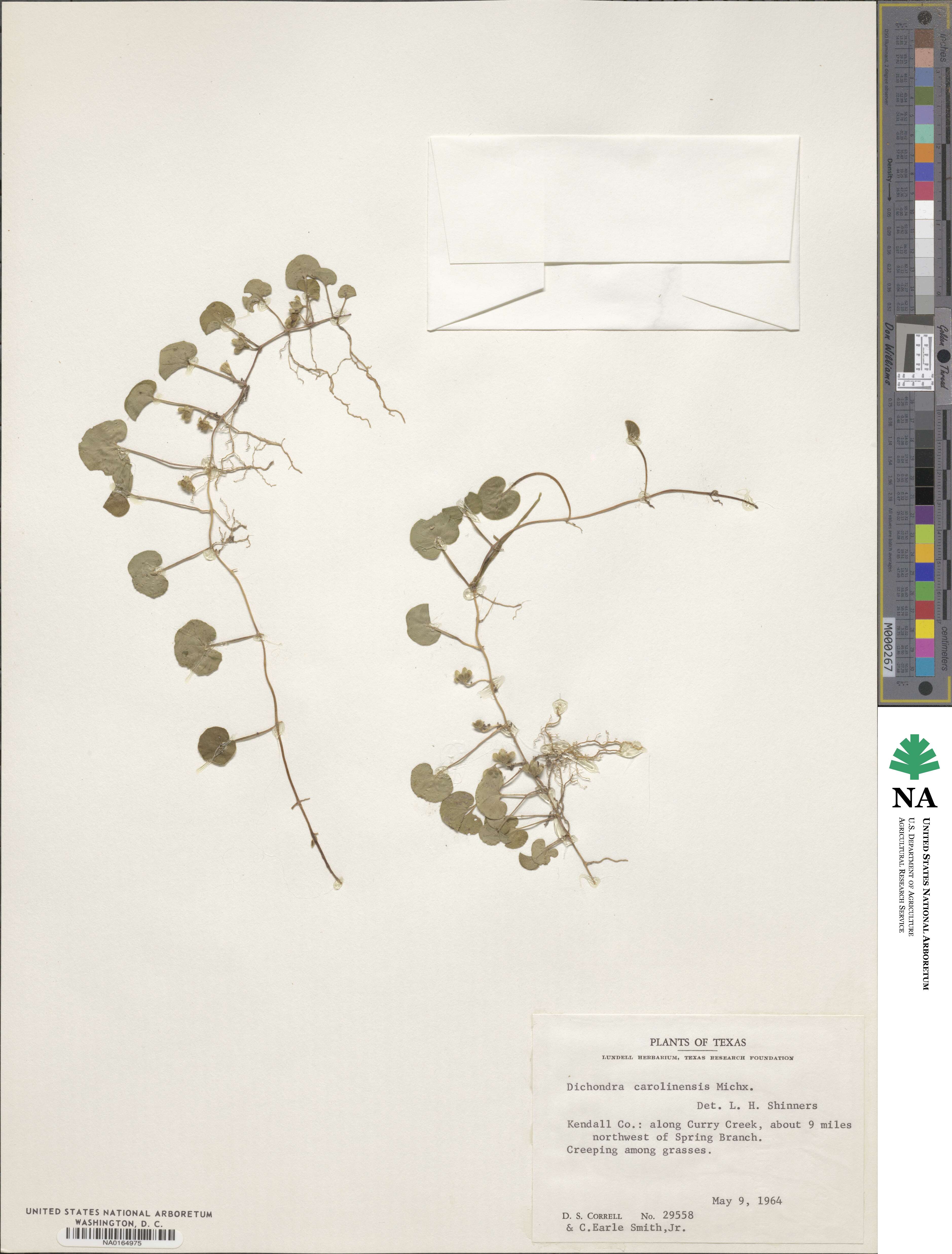 Dichondra carolinensis image