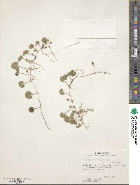 Dichondra carolinensis image