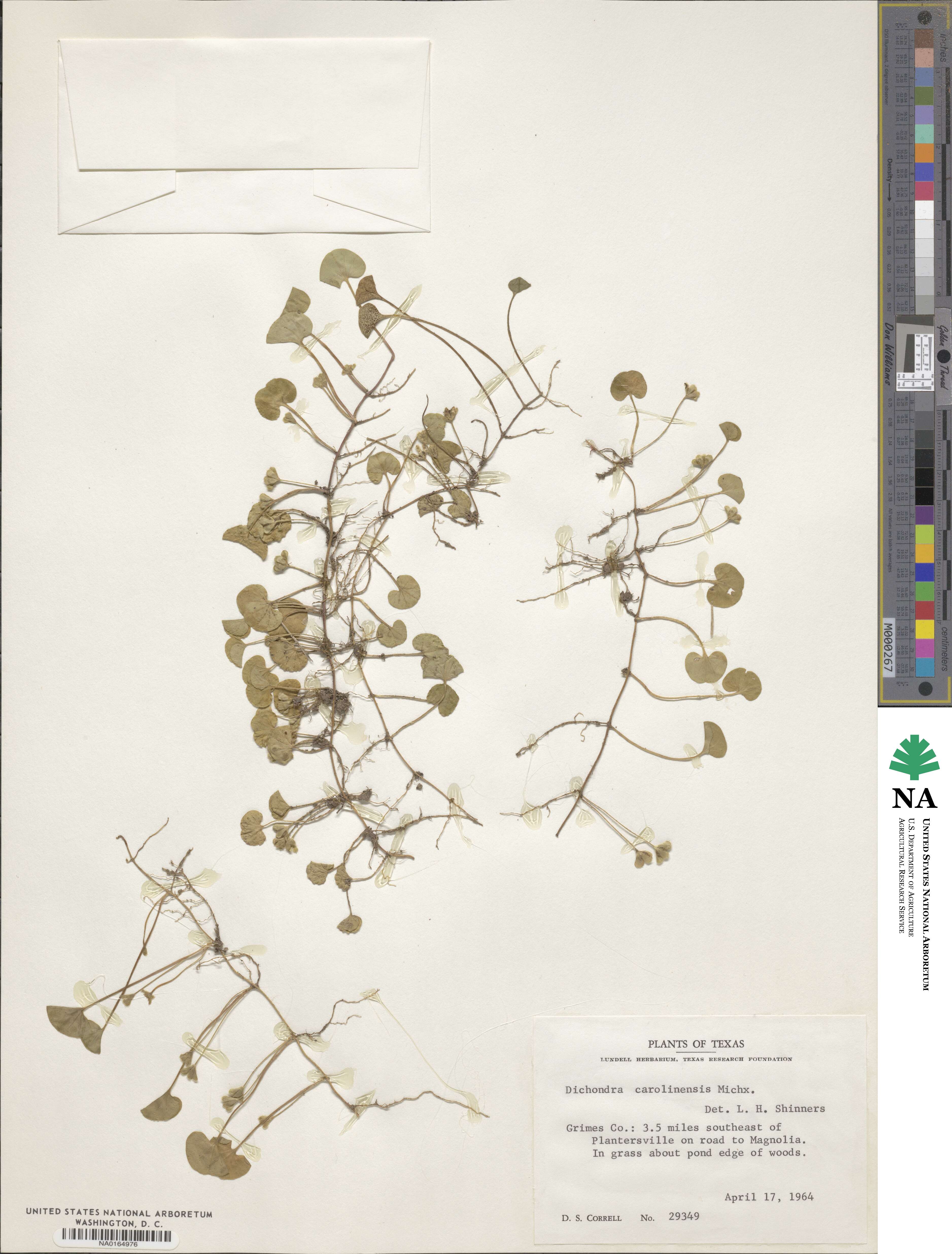 Dichondra carolinensis image