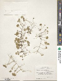 Dichondra carolinensis image