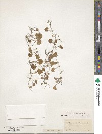 Dichondra carolinensis image