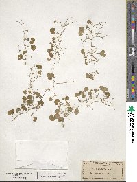 Dichondra repens image