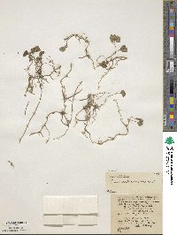 Dichondra carolinensis image