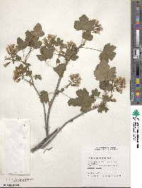 Ribes viscosissimum image