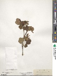 Ribes viscosissimum image
