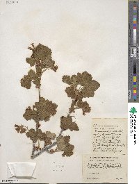 Ribes viscosissimum image