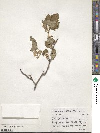 Ribes viscosissimum var. viscosissimum image